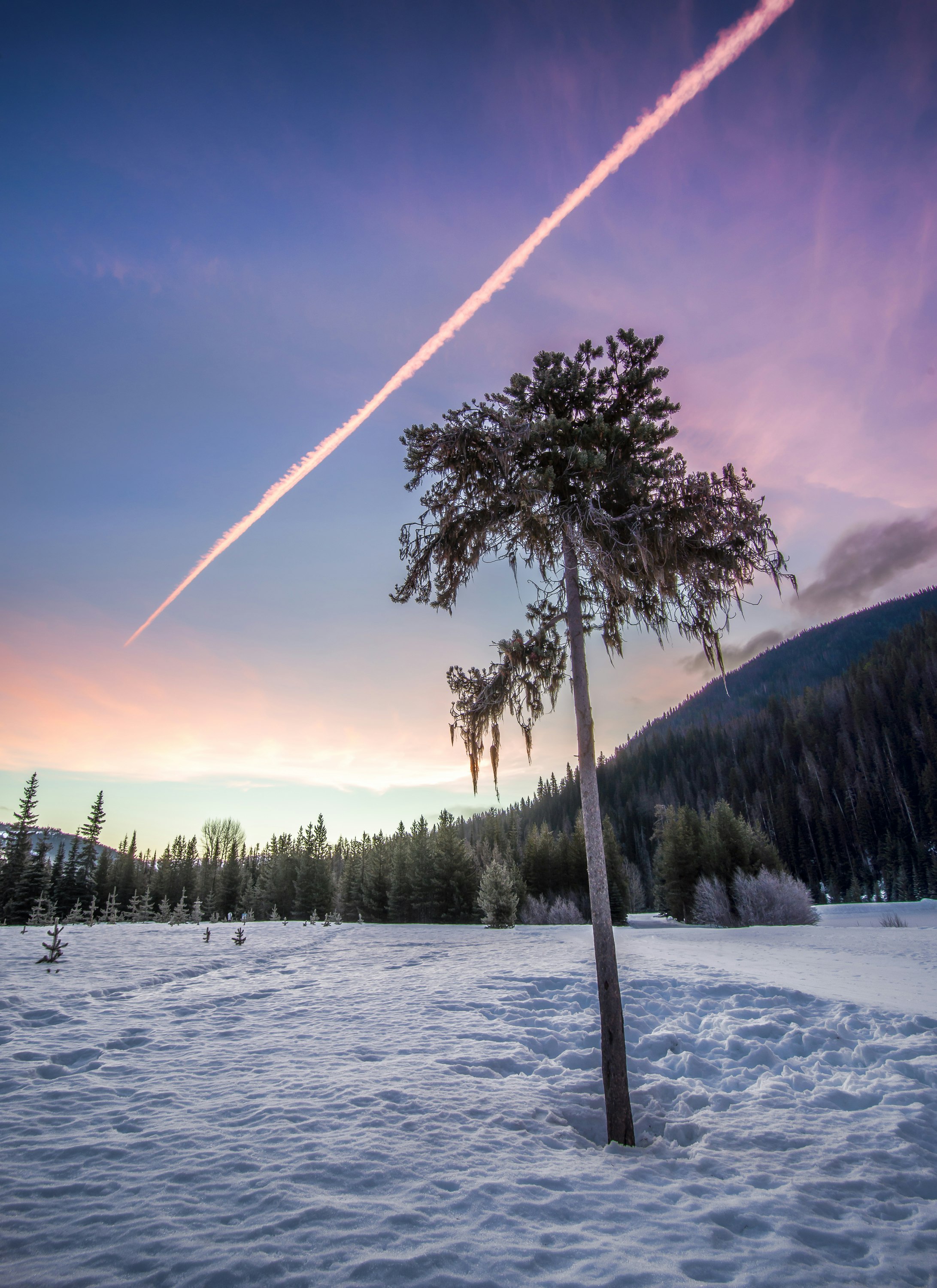 green tree on snow covered area